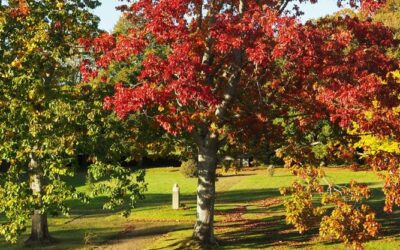 Couleurs d’automne